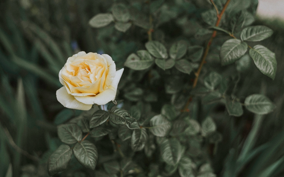 Anlage blatt blume blütenblatt