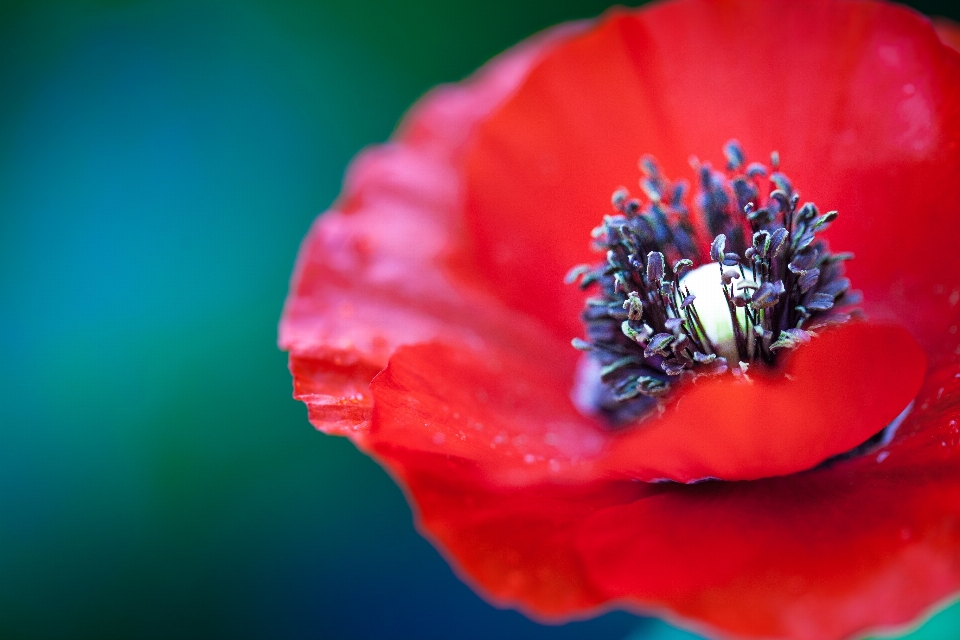 Florescer plantar fotografia flor