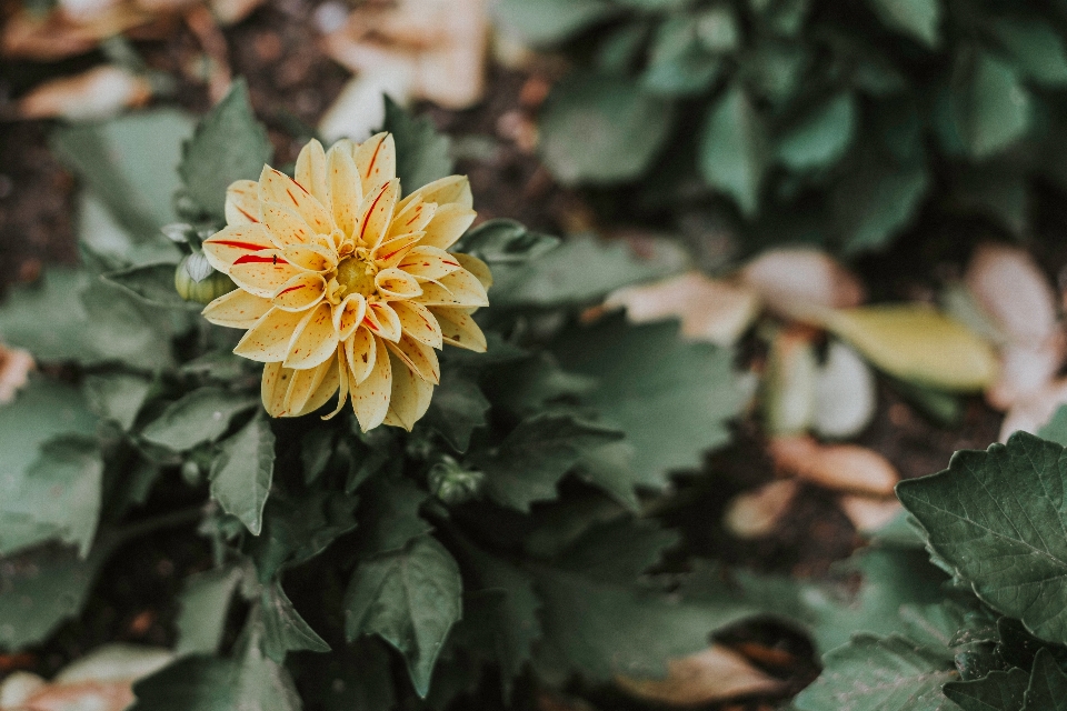 Nature blossom plant leaf