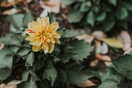 Nature blossom plant leaf Photo