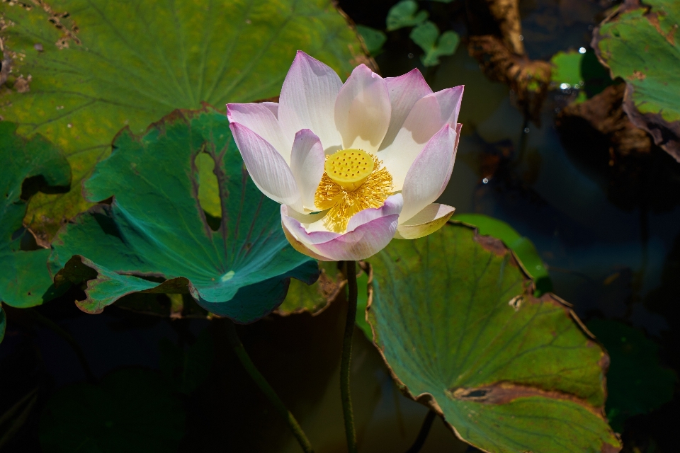 Landscape nature blossom plant