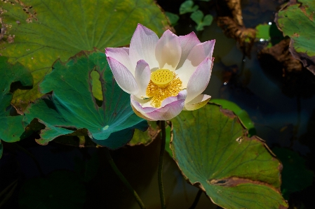 Landscape nature blossom plant Photo