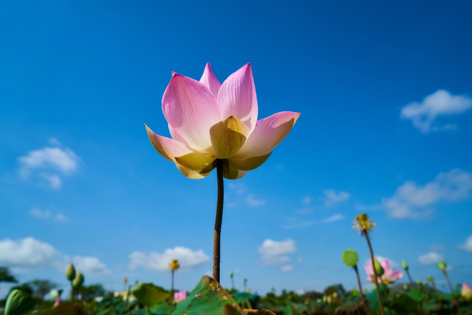 Paesaggio natura fiore nube