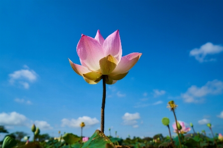 Landscape nature blossom cloud Photo