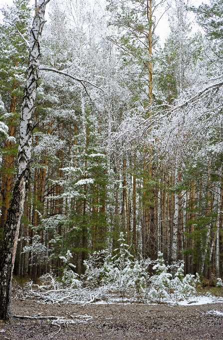 árbol naturaleza bosque desierto
