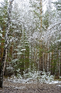 Tree nature forest wilderness Photo