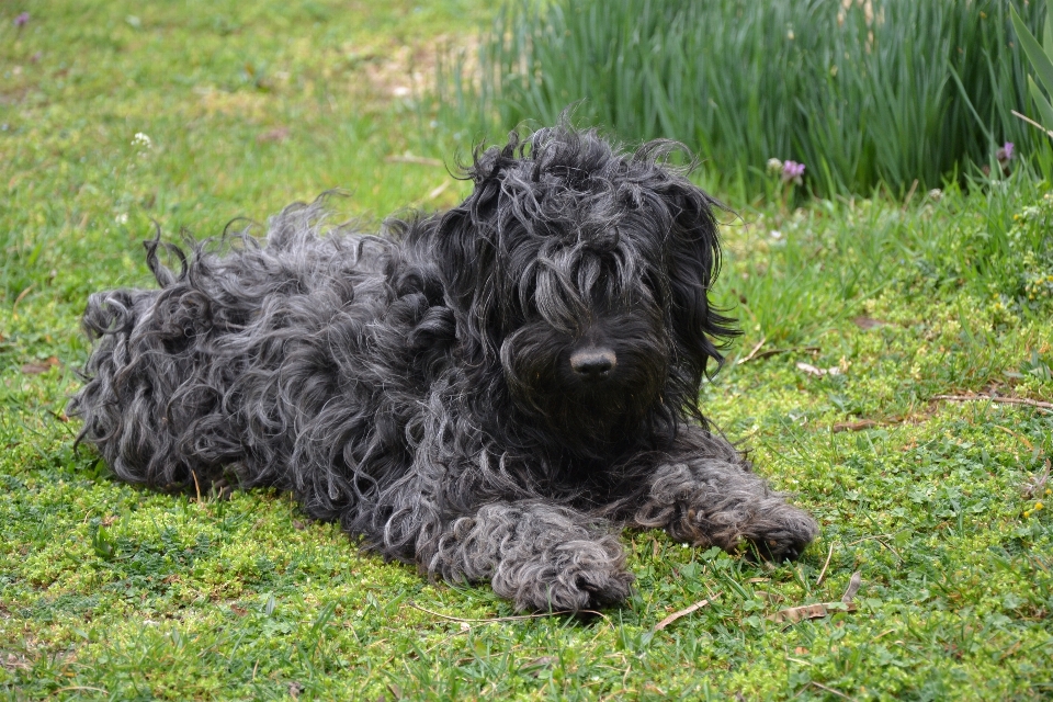 Anjing mamalia bertulang belakang
 schnauzer
