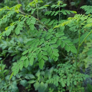 木 ブランチ 植物 テクスチャー 写真