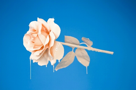 Hand blossom plant sky Photo