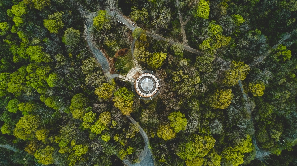 木 森 植物 日光