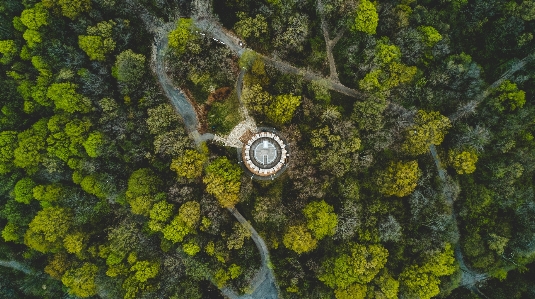 木 森 植物 日光 写真