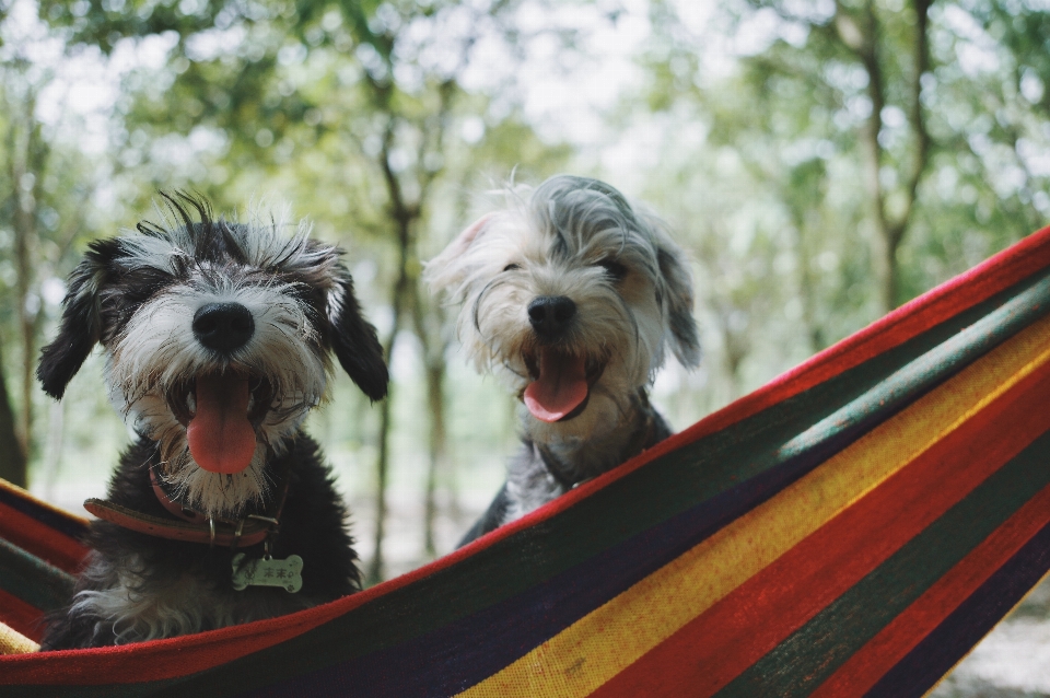 Chien mammifère schnauzer
 schnauzer nain
