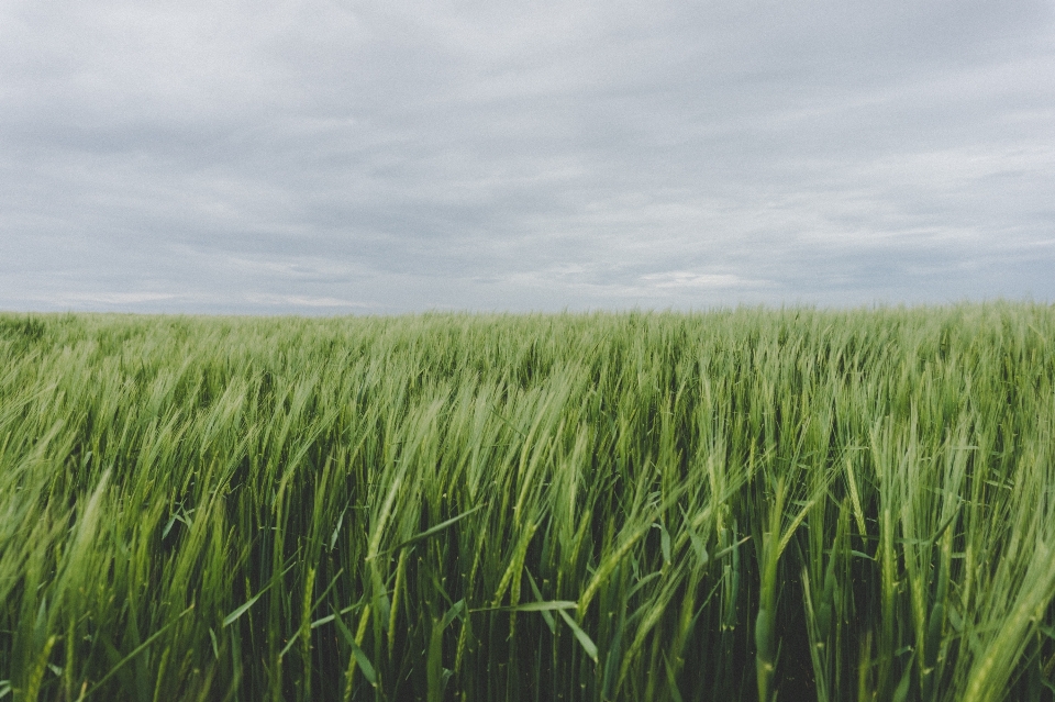 Grass marsh plant sky