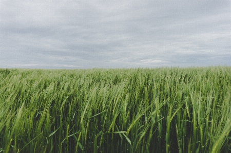 Grass marsh plant sky Photo