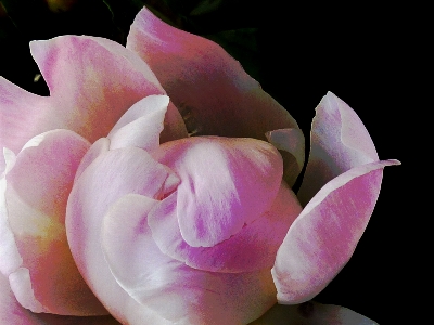 Blossom plant flower petal Photo