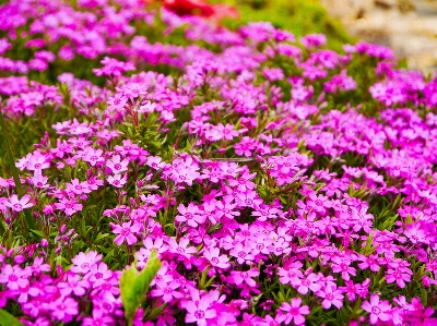 Blossom plant field meadow Photo