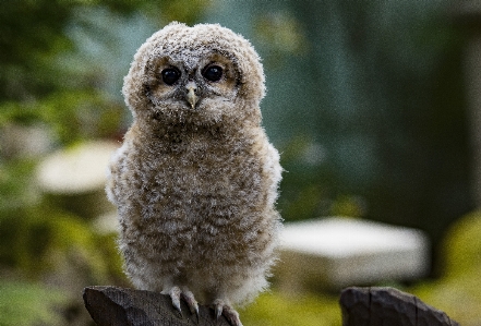 Foto Alam hutan burung terbang