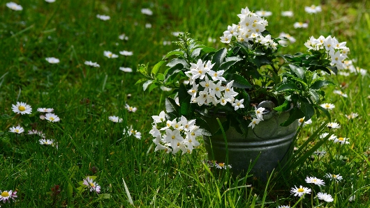 草 花 植物 芝生 写真