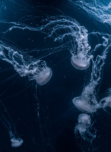 Atmosphäre biologie qualle wirbellos Foto