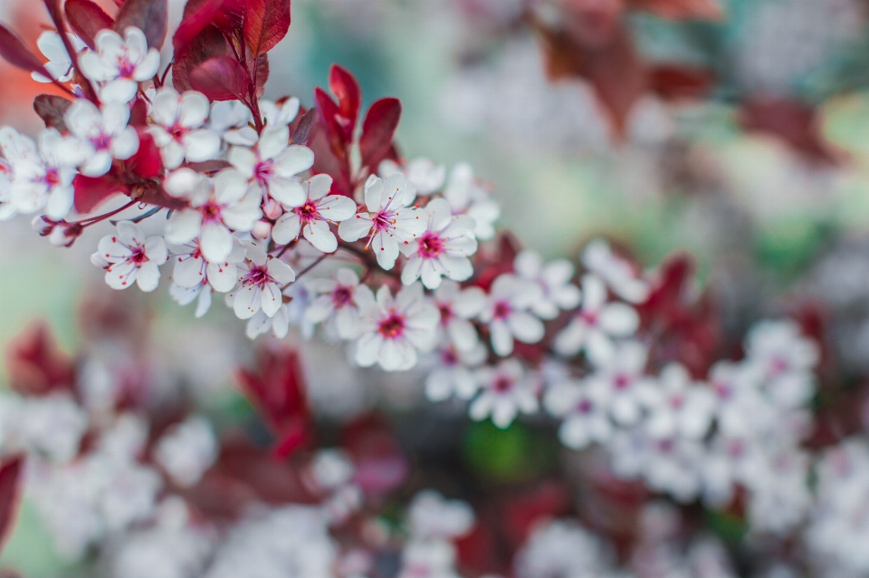 Branch blossom plant leaf