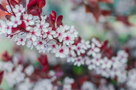 Branch blossom plant leaf Photo