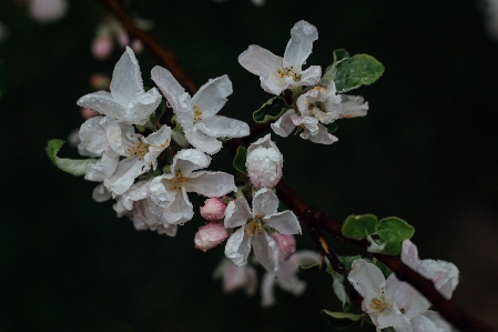 Zweig blüte anlage frucht Foto