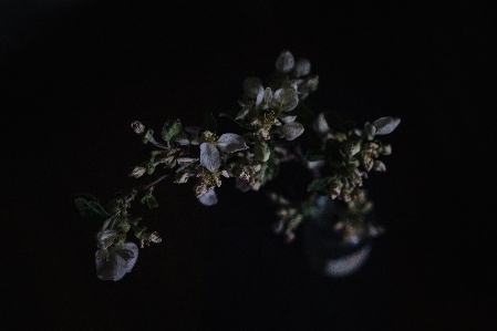 Branch blossom plant photography Photo