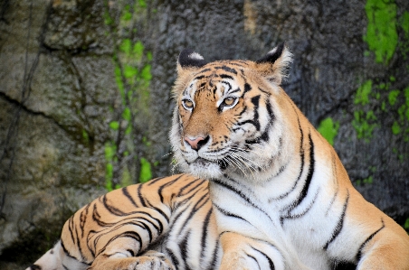 Foto Margasatwa kebun binatang mamalia fauna