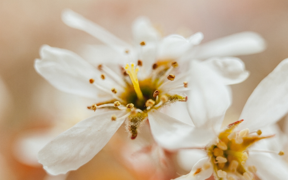 Naturaleza rama florecer planta