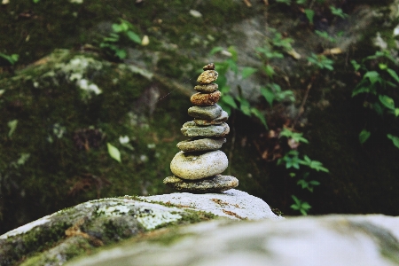 Foto árbol naturaleza bosque rock