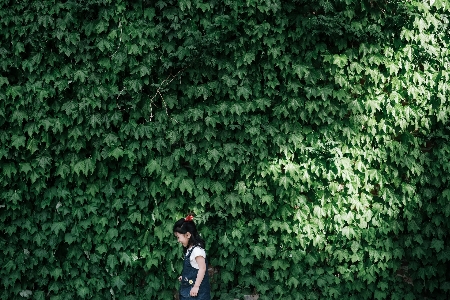 木 森 草 植物 写真