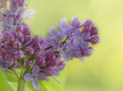 Foto Natura fiore pianta viola