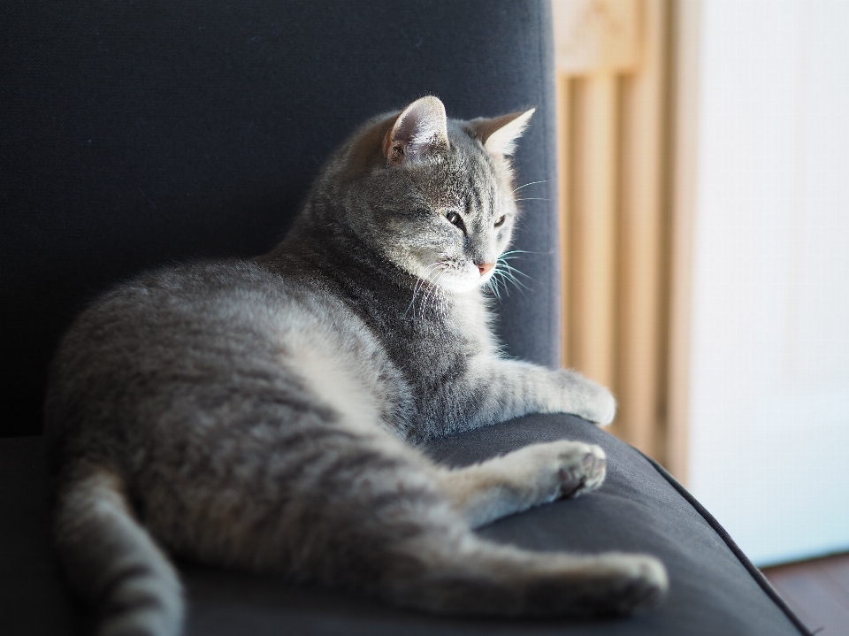 Gattino gatto mammifero basettoni
