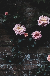 花 植物 葉 花弁 写真