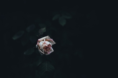 Foto Mano flor pétalo oscuridad
