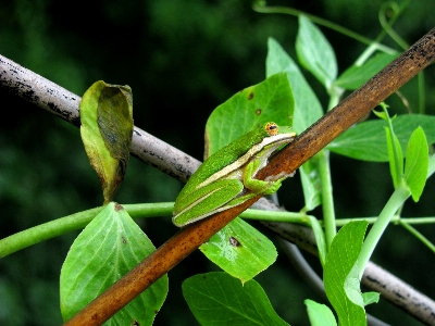 Branch leaf wildlife green Photo