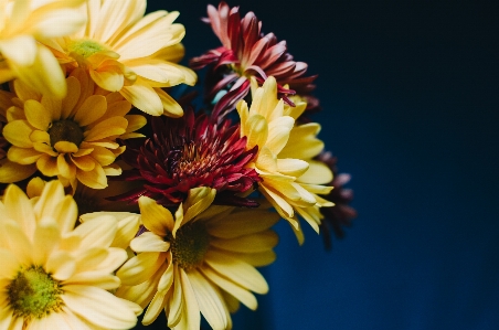 花 植物 写真撮影 花弁 写真