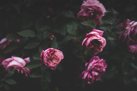 花 植物 葉 花弁 写真