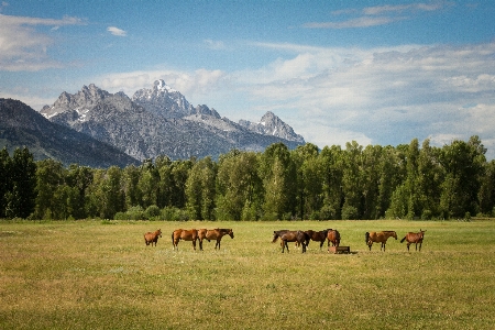 Photo Paysage région sauvage
 montagne prairie
