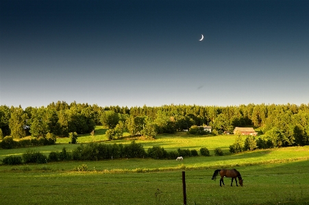 Landscape tree nature forest Photo