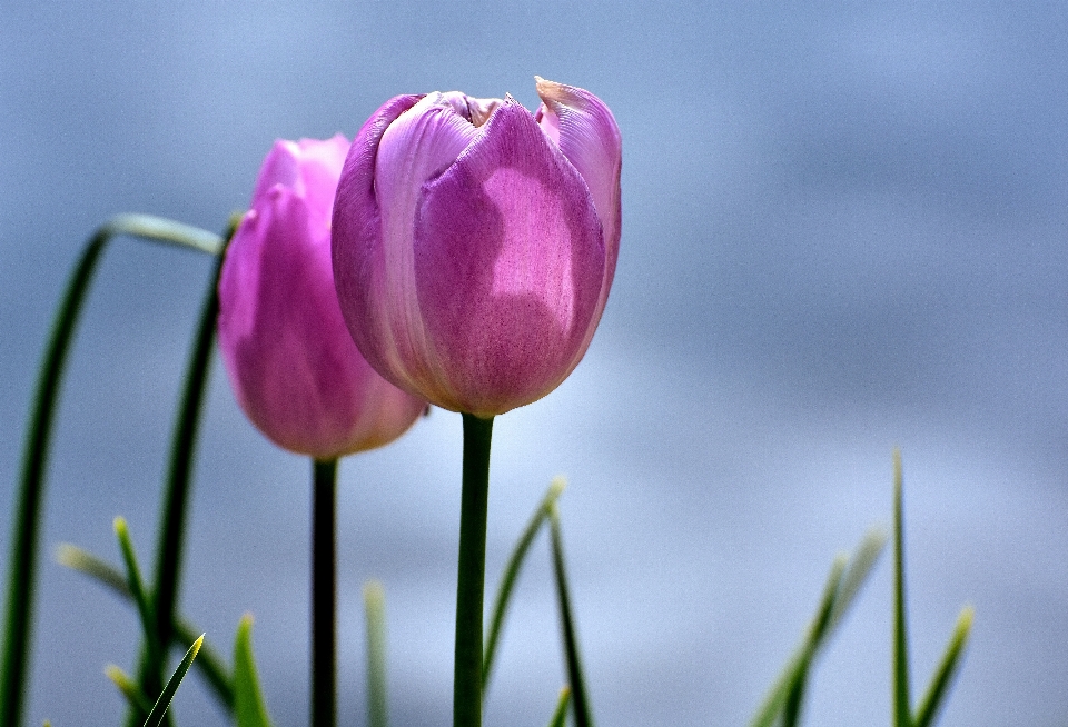 Blossom plant flower petal