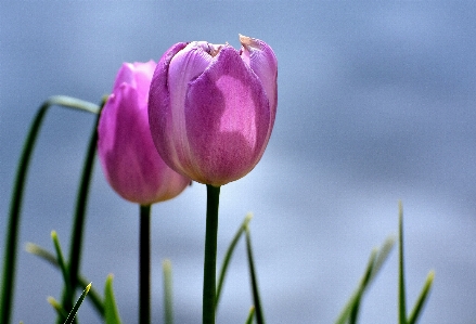 Blossom plant flower petal Photo