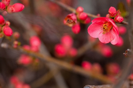 Landscape nature branch blossom Photo