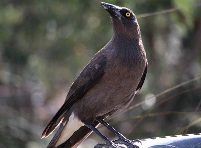 自然 鳥 羽 動物 写真