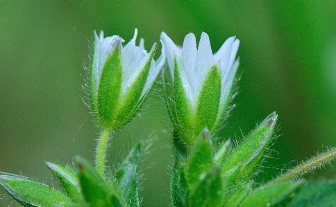 Foto Paesaggio natura erba rugiada