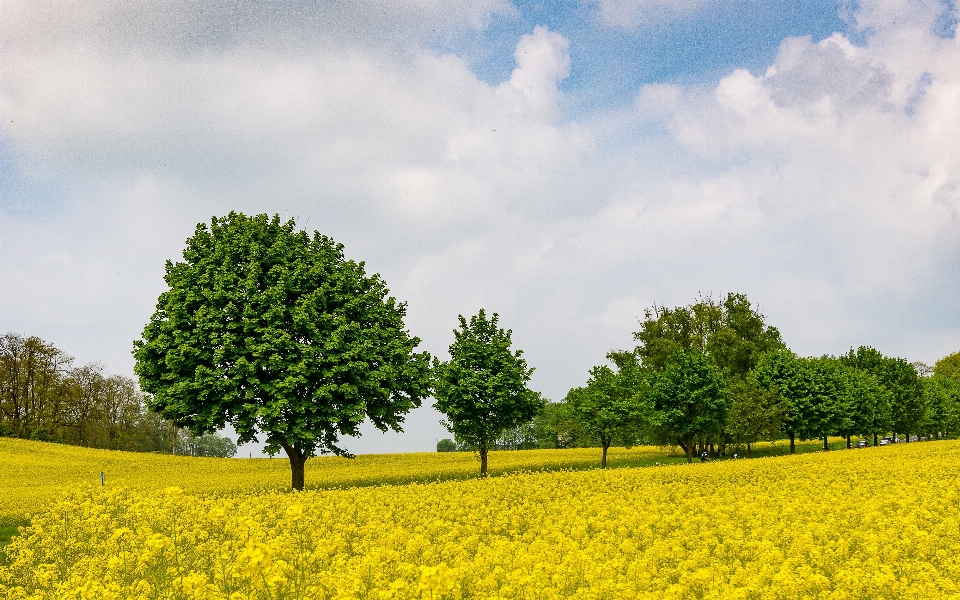 Landschaft baum natur gras