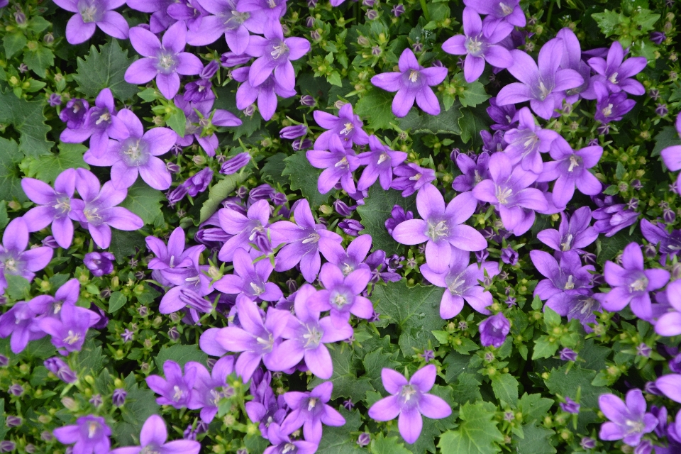 Naturaleza planta flor púrpura