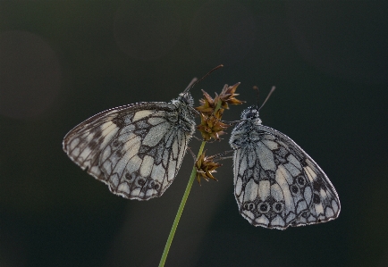 Natur flügel fotografie blatt Foto