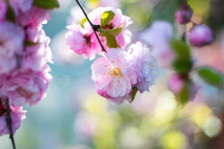 Branch blossom plant fruit Photo