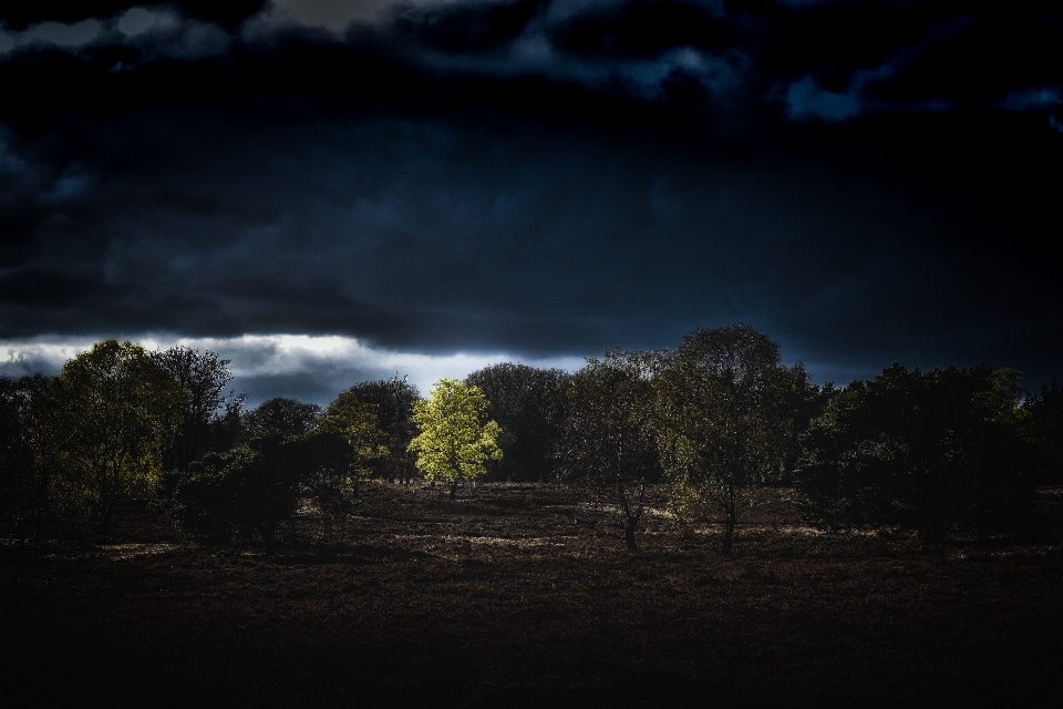 Arbre nature lumière nuage